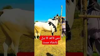 Expensive qurbani bulls 2024 | #shorts #akfunn #eiduladha #qurbani2024 #bulls #cows