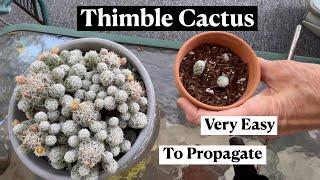 Mammillaria Gracilis Fragilis Thimble Cactus * 24 Days of Cacti & Succulents