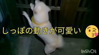 大好きなおねちゃんの帰りを、喜び過ぎる柴犬こゆき