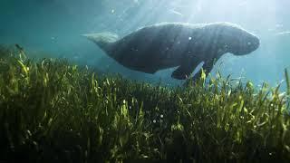 Come Swim with the Manatee and Stay at Peacock by the Bay, an exclusive Posh Peacock Property!