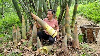 Harvesting Giant Bamboo Shoots / Preservation Process - Lý Thị Ca