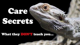 Beardie Care Tips for Beginners