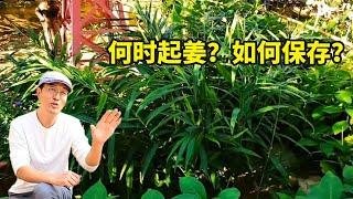 为什么大家对种植生姜这么感兴趣？何时起姜？以及如何保存？#gardening #ginger #share