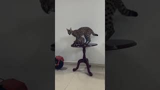 Daily life of Kira the Serval and Oliver the Bengal #cat #catvideos #catlover #pets