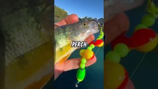 Fishing with BIG LIVE BAIT  #fishing #livebait