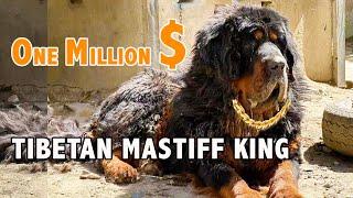 Visit the Tibetan Mastiff King, worth One million dollars. The purest-blood Mastiff in Tibet