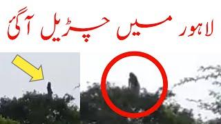 really scary showing in pakistan | Tauqeer Baloch