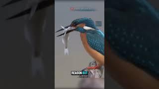 Kingfisher's Hunting Mastery  #shorts