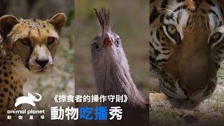 【血腥注意】6種動物吃播秀，現宰現吃最新鮮｜動物星球頻道