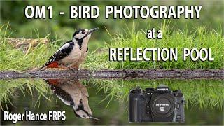 OM1 - Bird Photography at a Reflection Pool