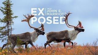 Photographing CARIBOU in the Arctic Barren Lands | EXPOSED Wildlife | EP 04