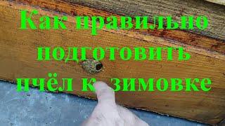 НУ И КАК БУДУТ ЗИМОВАТЬ ПЧЁЛЫ В ТАКИХ УСЛОВИЯХ ???