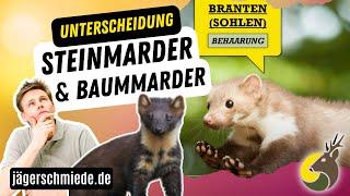 Wildtierkunde: Steinmarder und Baummarder - Wissen für deine Jagdprüfung!