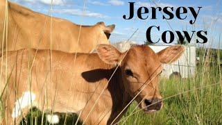 Jersey Cows - A Quick Look