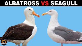 What Is The Difference Between Albatrosses and Seagulls?