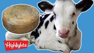 How Cheese Is Made! | Ever Wonder? | Highlights Kids