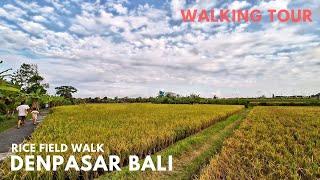 Hidden Gem Near Sanur Bali | Green Rice Field Relaxing Walking Tour Kertalangu Village Bali Today