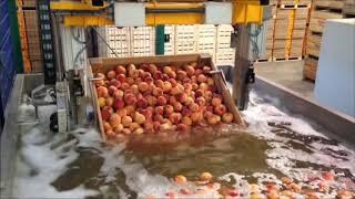 ProEx Food Peach Processing Automation