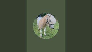  TinyTedtheShetland - Live Stream - Shetland Ponies