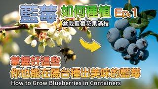 How to Grow Blueberries in Pots or Containers