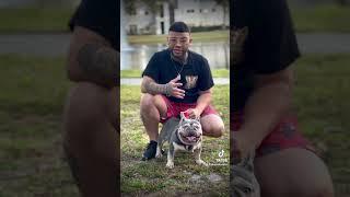 #akabull #enoizrreal #french #frenchbulldog #florida #orlando #perros #bulldogs #puertorico #florida