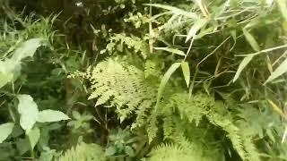 Ecology garden update - The Jungle Area at Camp Ibex,  Cornwall 27 June 2024 17:29