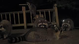 Another raccoon-y night