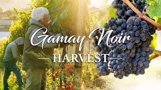 Intro to Carbonic Maceration With Our 2024 Gamay Noir Harvest