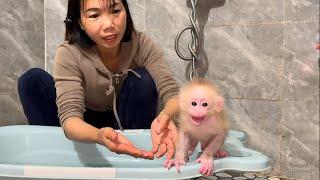 The baby monkey woke up crying ran Mom asking for bath