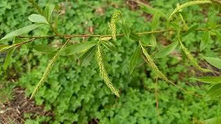 How to Identify White Willow Trees: A Visual Guide to Their Gorgeous Appearance