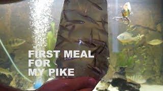 50 fish for my Pike. Attacks in aqvarium