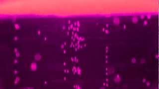 James Ehlenz - Beerly'd Montage