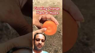 How to grow orange plant at home? #plants #garden