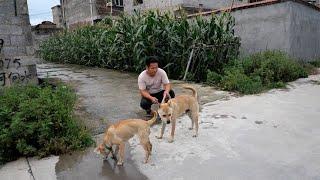 今天搞到一条42斤田园犬，虎头猫耳镰刀尾，品相身材很标准【村渝小强】