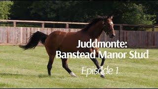 Be A Part Of It: Breeding In Britain Episode 1 - Juddmonte