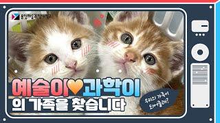 ️아기고양이 과학이의 용인예술과학대학교 적응기 (부제 : 과학이와 예술이의 가족을 찾습니다)