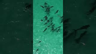  #shortsvideo #dolphin #morarnaaustralia #brasileirosnaaustralia #sealrocks