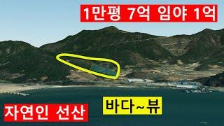 1억 싼임야 1만평 남향 낮고완만 바닷가~바다~뷰~ 포장도로접 자연인 선산용 숲가치95억원 탄소권306만원 숲경영 약용재배 산림경영사 땅과함께(새희망을)경매임야공매임야 나도땅주인