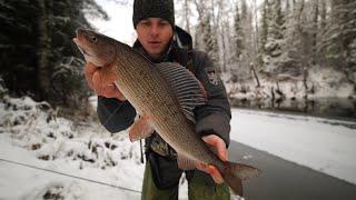 Large grayling in the polynya. I have never caught such monsters before.