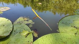 MONSTERS ARE BREAKING WATER LILIES!!! Float fishing, large crucian carp