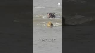 Lion vs hippopotamus in ocean