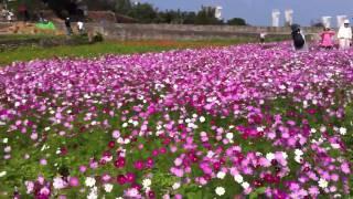 杭菊花海