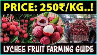 Lychee Fruit Farming | How to Grow Litchi Fruit Plant at Home