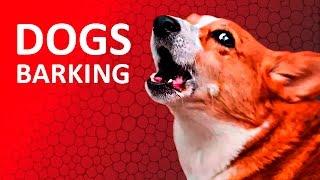 DOGS BARKING to Make your Dog Bark | 11 Dog Breeds Barking Sound Effects HD