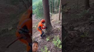 Extreme Tree Cutting Skill!#TreeCutting#FastCut#viral
