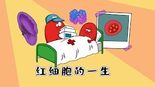 Q萌医学手绘漫画 | 红细胞的一生Cute Medical Hand-drawn Comics | The Life of 【Red Blood Cells】