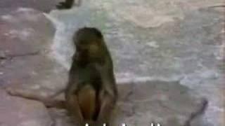 Monkey Scared Of Mirror --Must See--