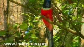 Malabar Trogon Bird