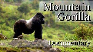 Mountain Gorilla - Full Documentary HD