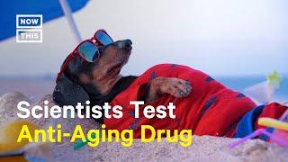 Scientists Test Anti-Aging Drug